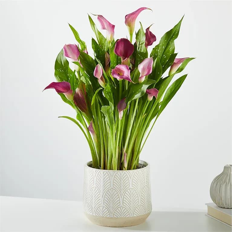 Purple Calla Lily Plant