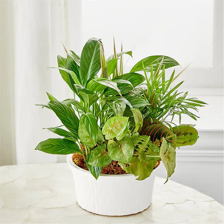 Balance & Harmony Dishgarden Standard