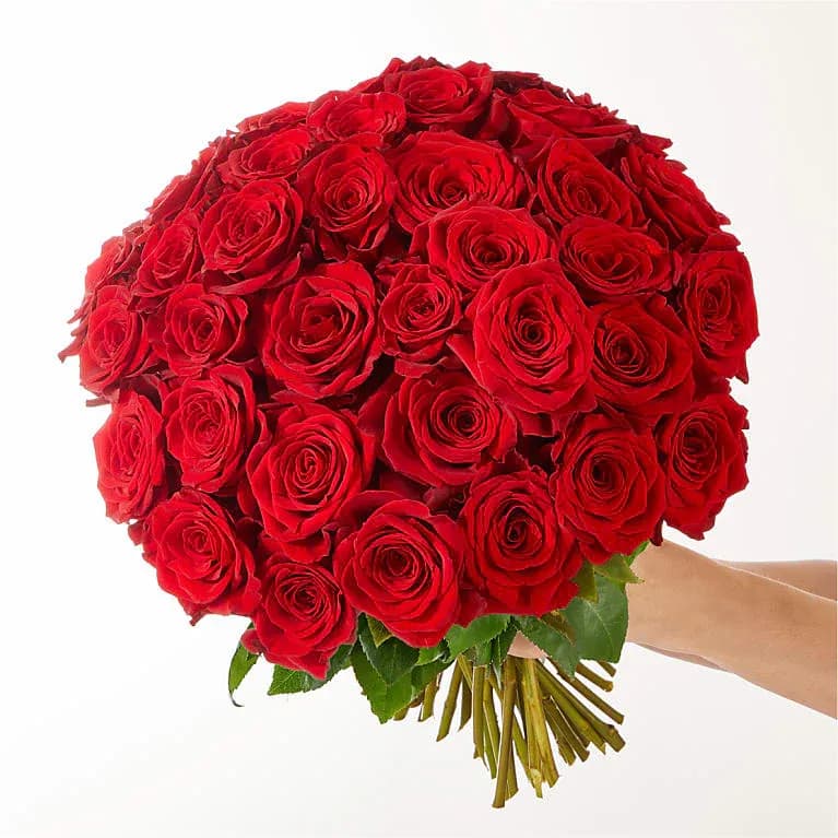 Three Dozen Long Stem Red Roses 36 Roses