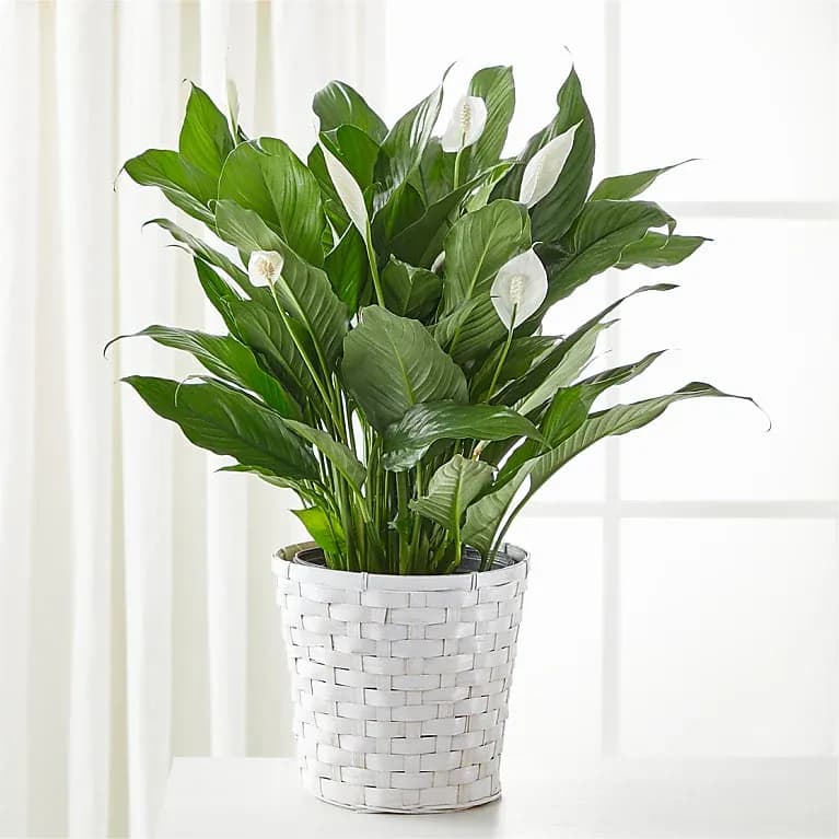 A New Leaf Peace Lily